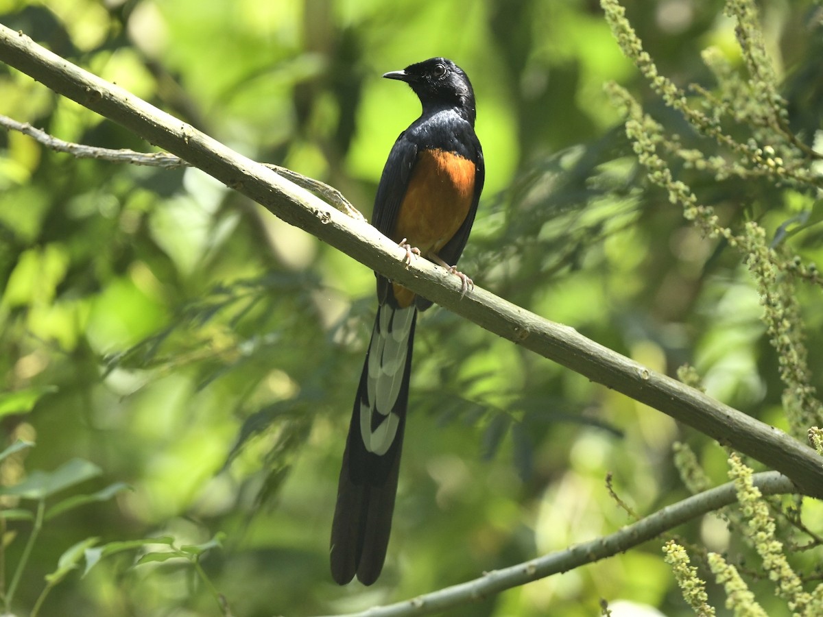 White-rumped Shama - Renuka Vijayaraghavan