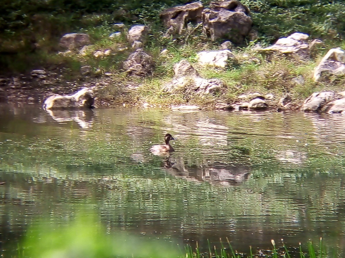 Ring-necked Duck - ML611957894