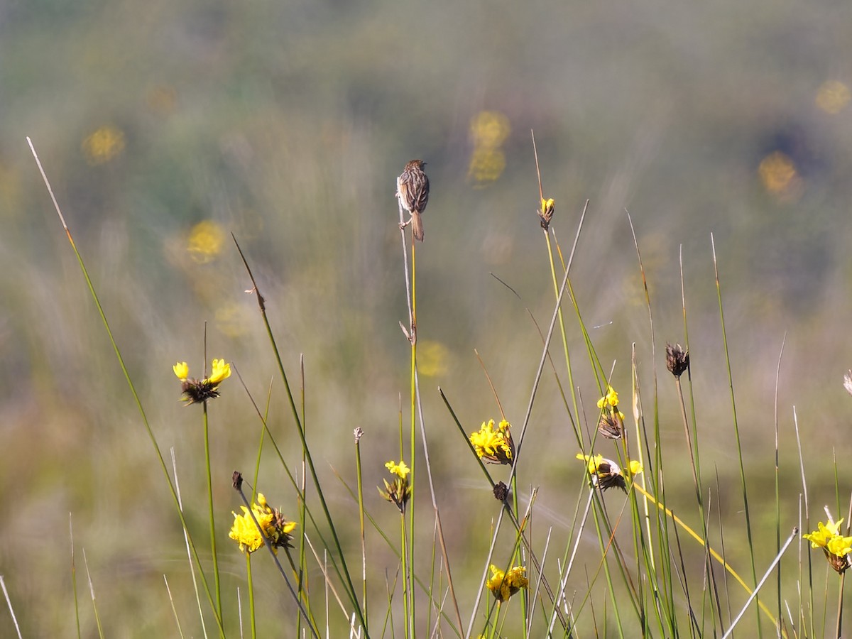 Wailing Cisticola (Wailing) - Zach V