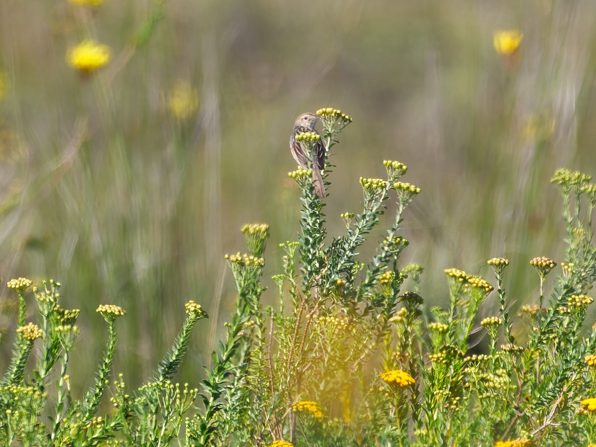 Wailing Cisticola (Wailing) - Zach V