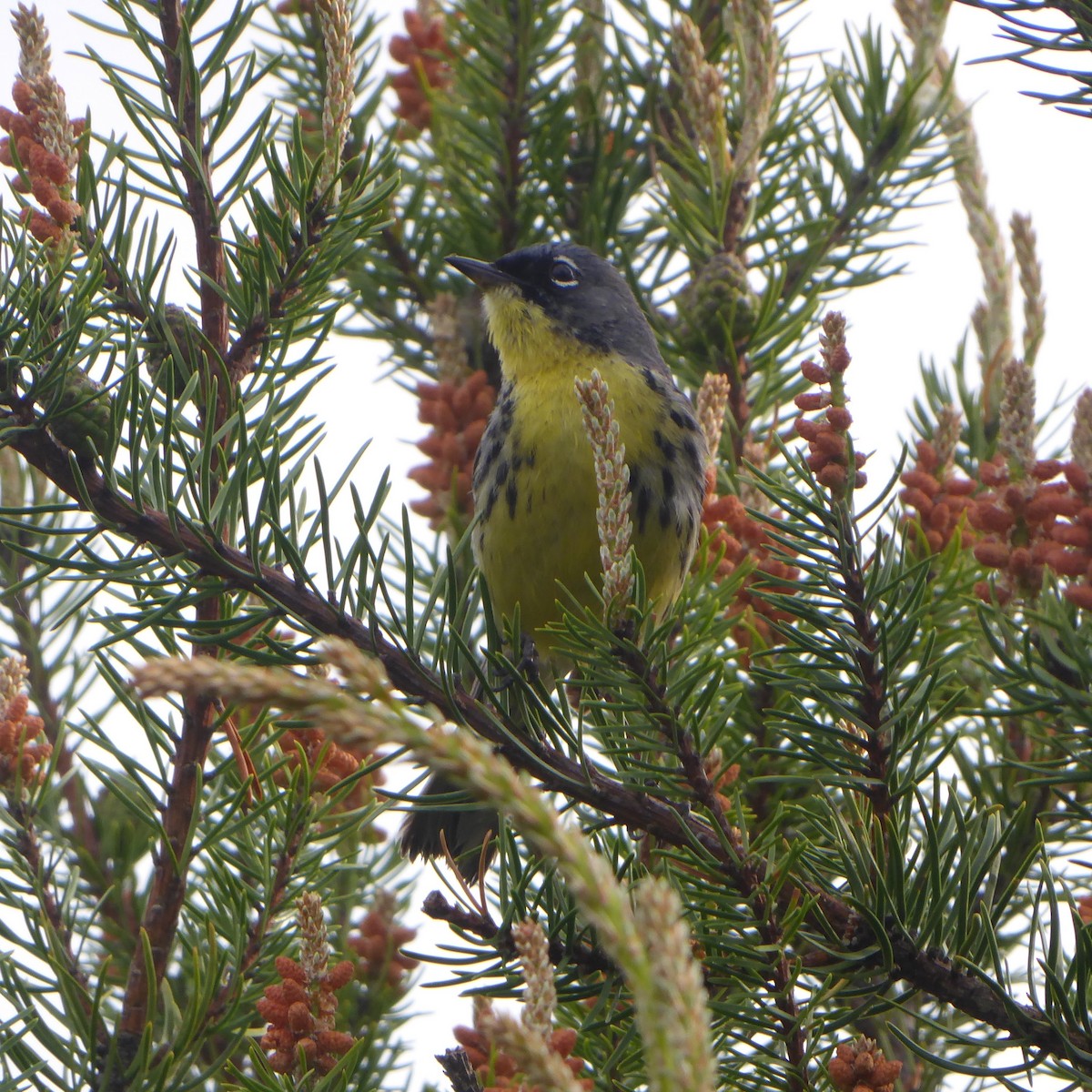 Kirtland's Warbler - Ann Kovich