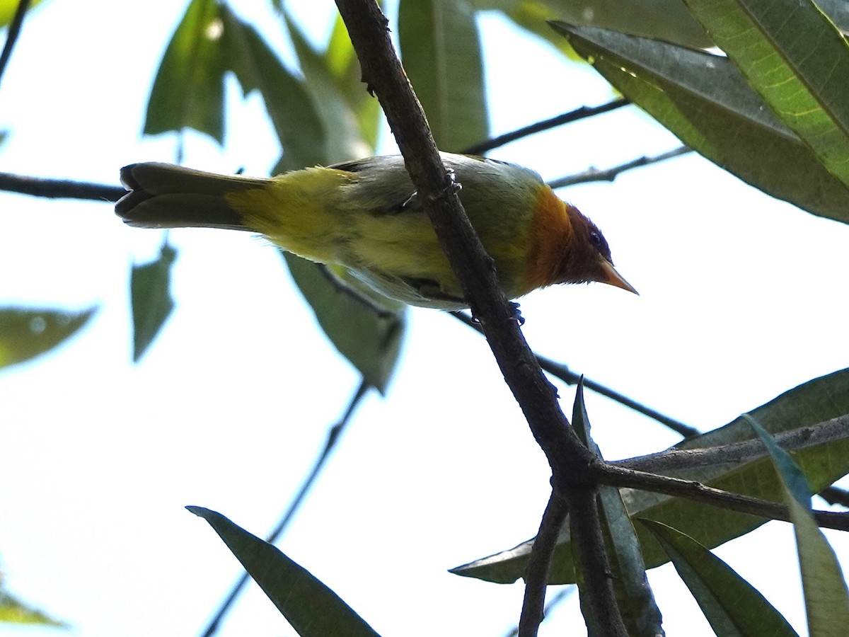 Rufous-headed Tanager - Hilda Flamholtz