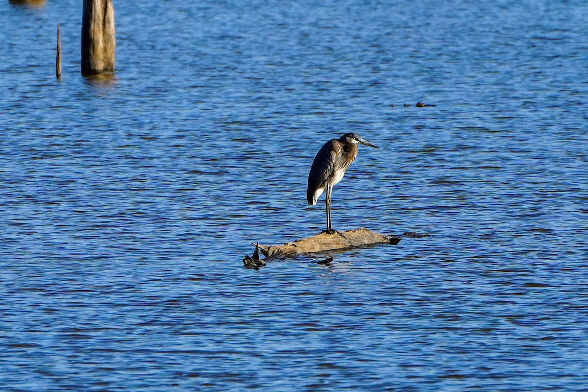 Great Blue Heron - Anonymous