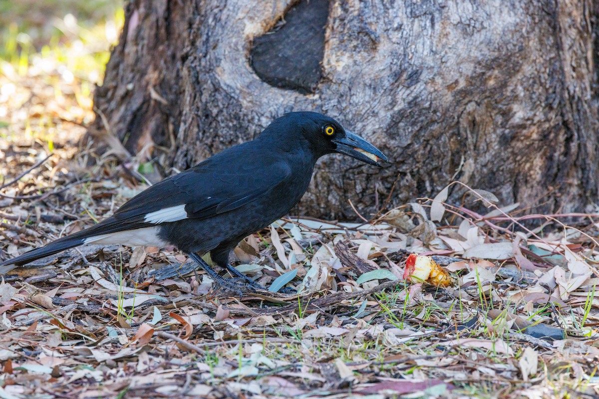 Pied Currawong - ML611958560