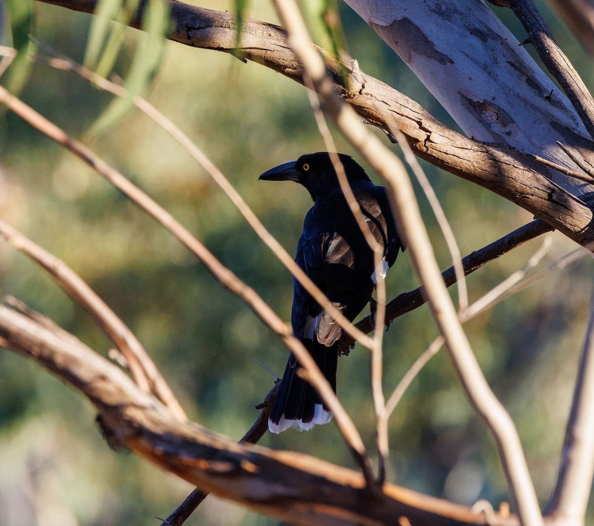 Pied Currawong - ML611958561