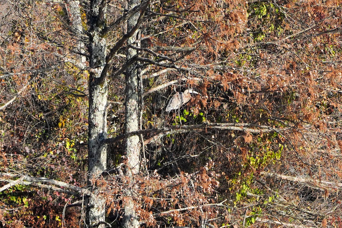 Great Blue Heron - ML611958564