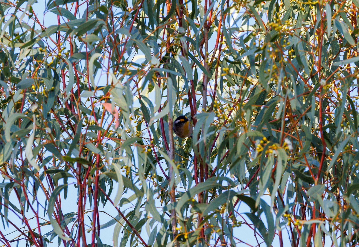 Striated Pardalote - ML611958576