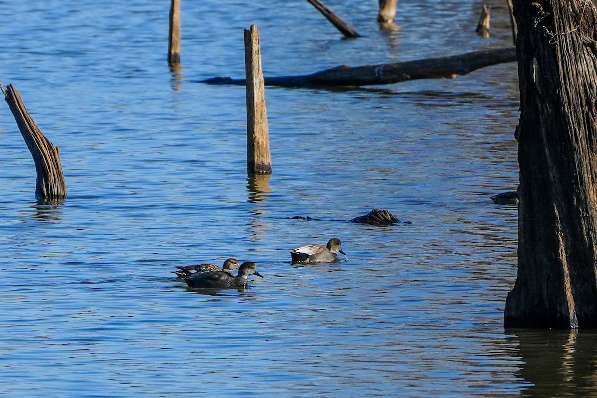 Gadwall - ML611958580