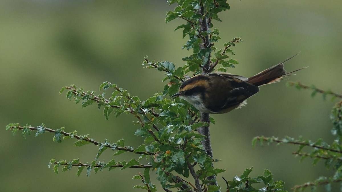 Thorn-tailed Rayadito - ML611958598