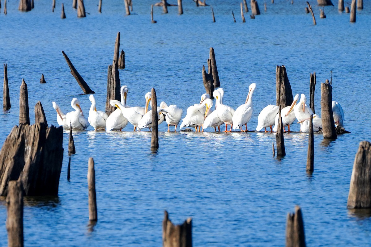 American White Pelican - Anonymous