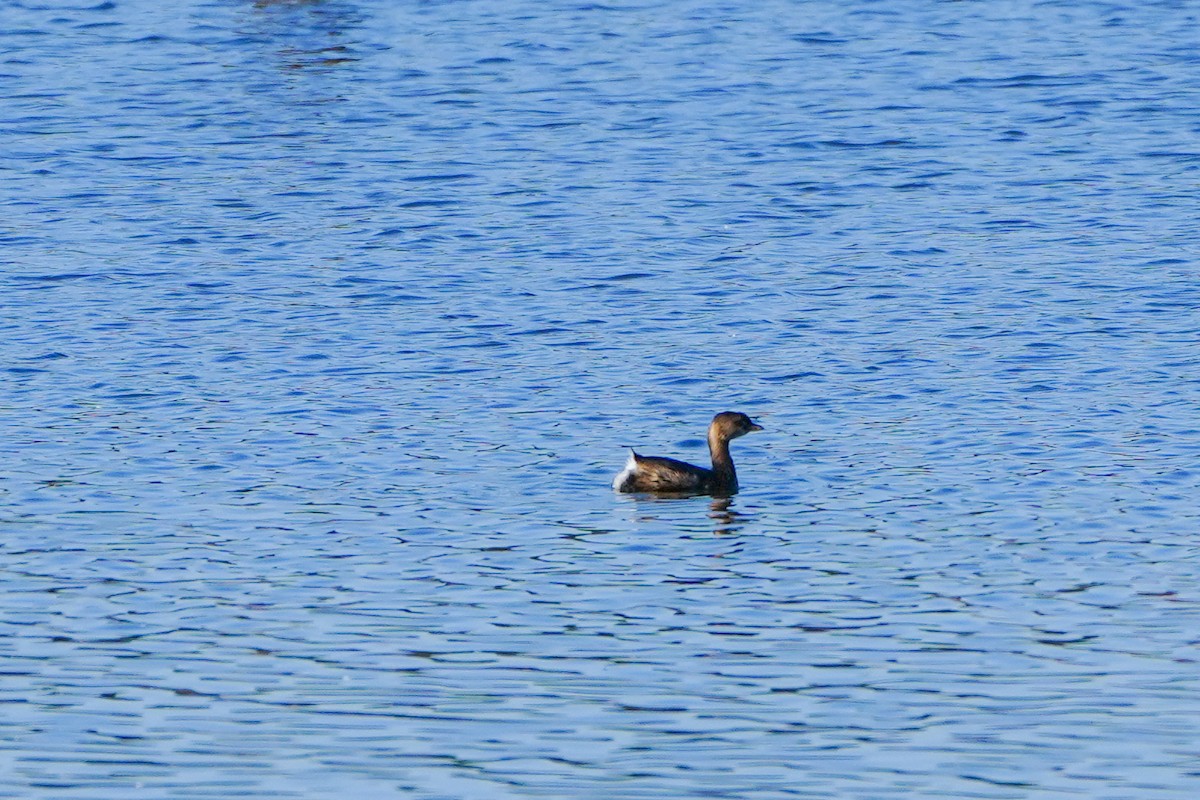 Pied-billed Grebe - Anonymous