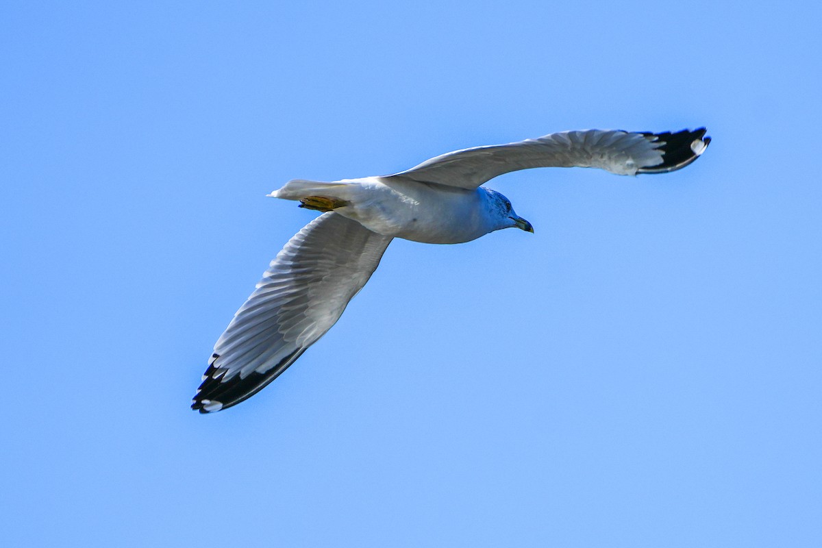 Ring-billed Gull - ML611958719