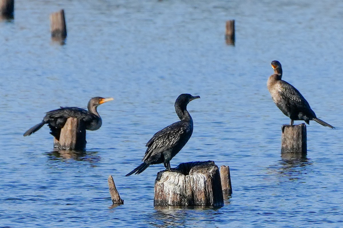 Double-crested Cormorant - ML611958763