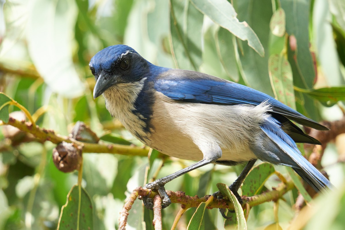 Island Scrub-Jay - Grigory Heaton