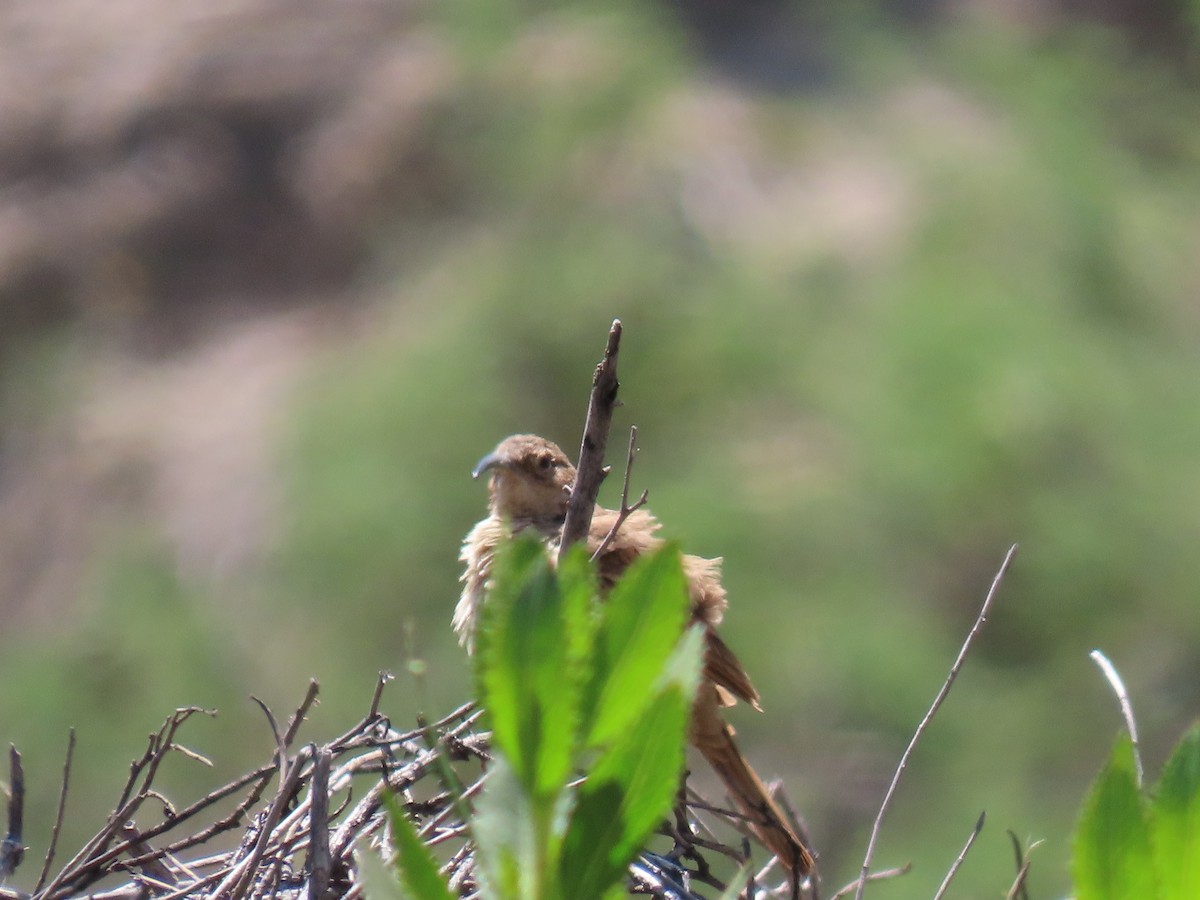 Buff-breasted Earthcreeper - ML611958801