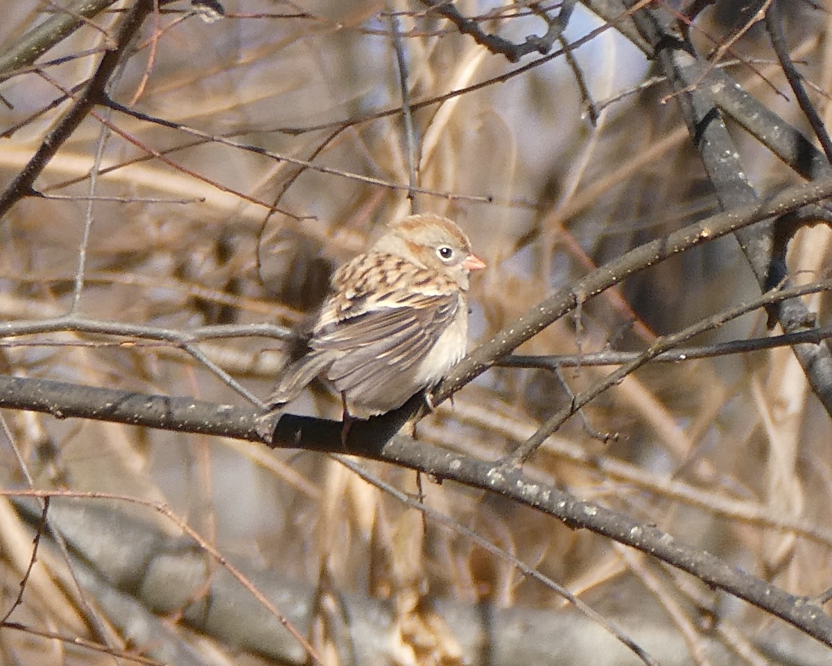 Field Sparrow - ML611958841