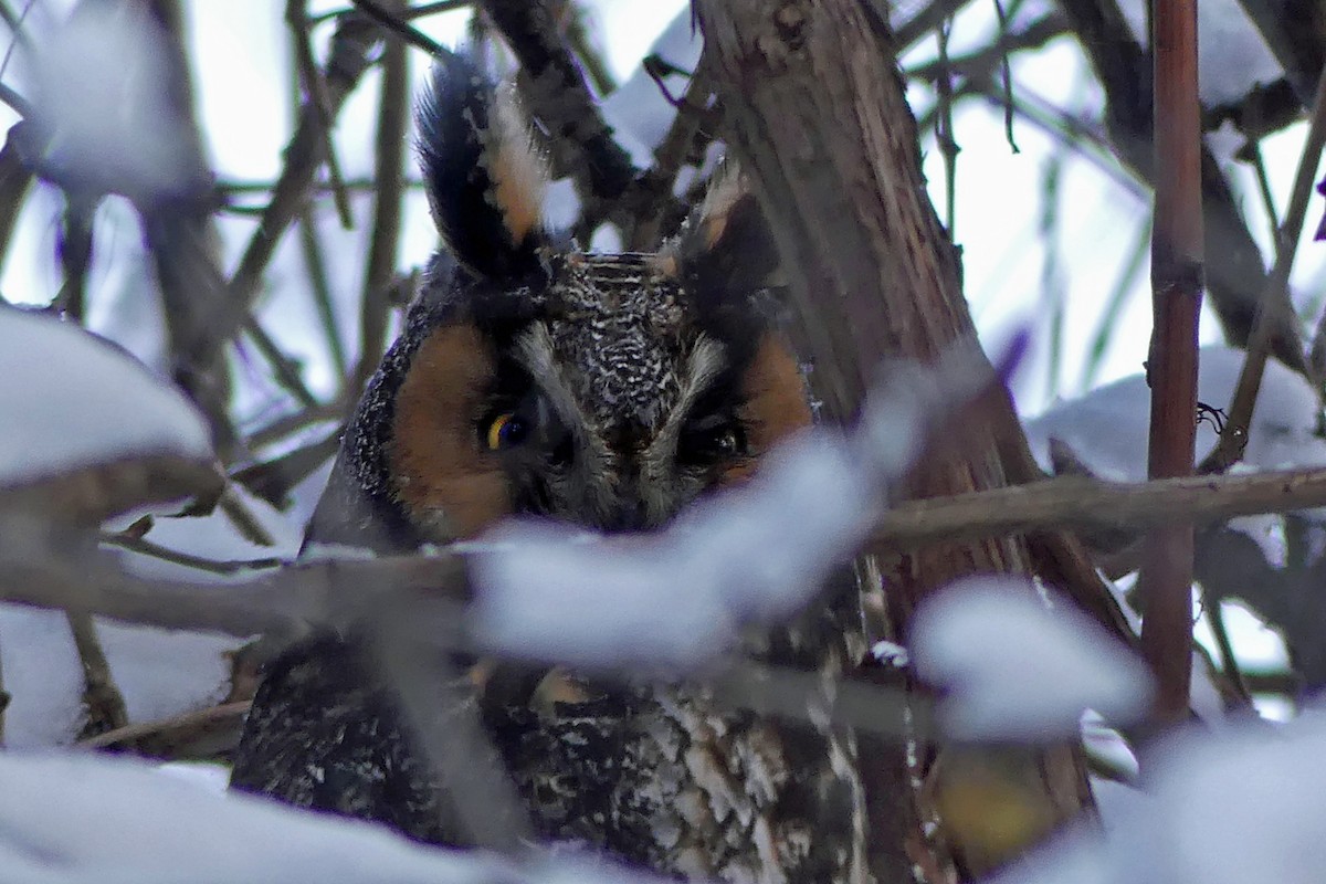 Long-eared Owl - André Cloutier