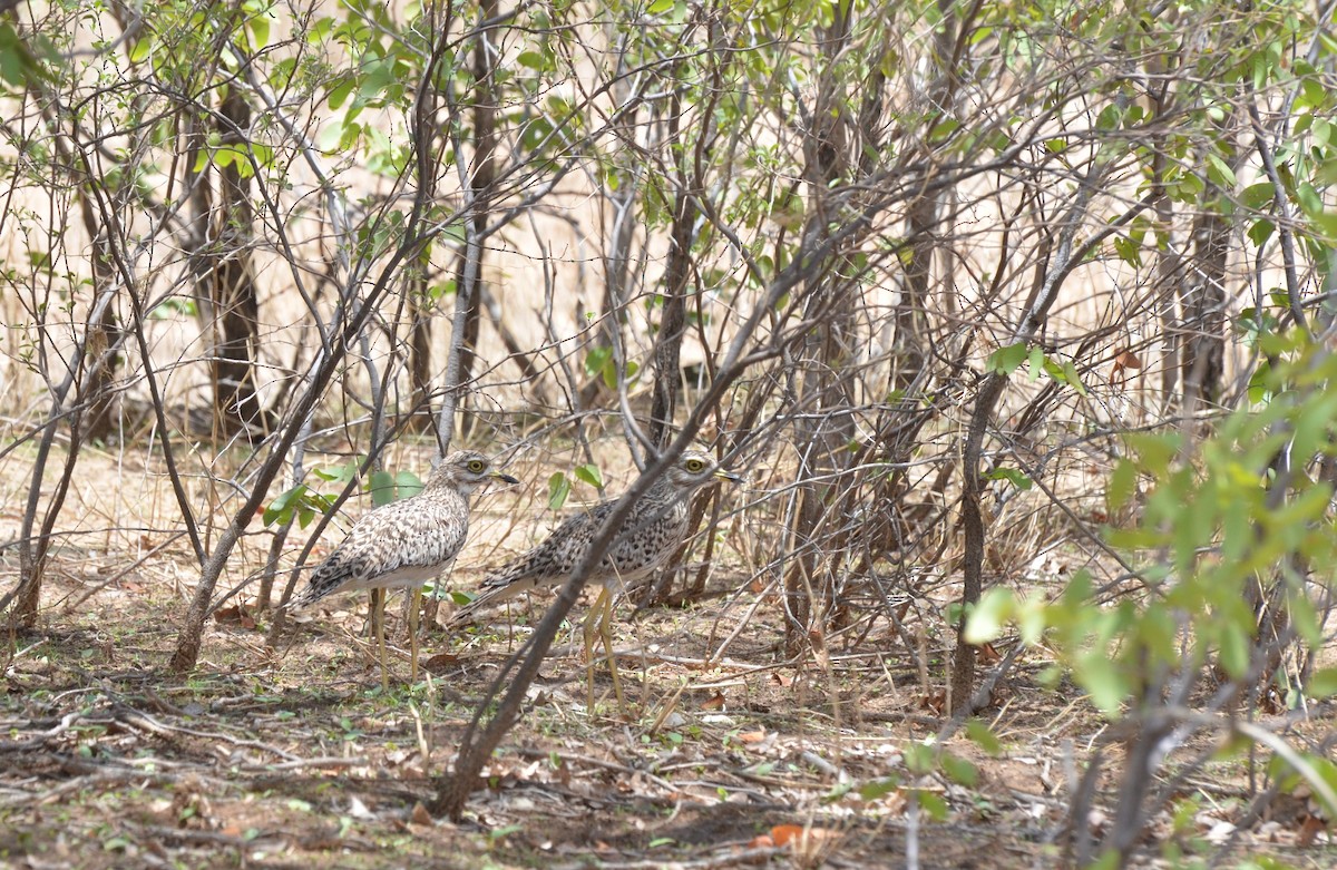 Spotted Thick-knee - ML611958968