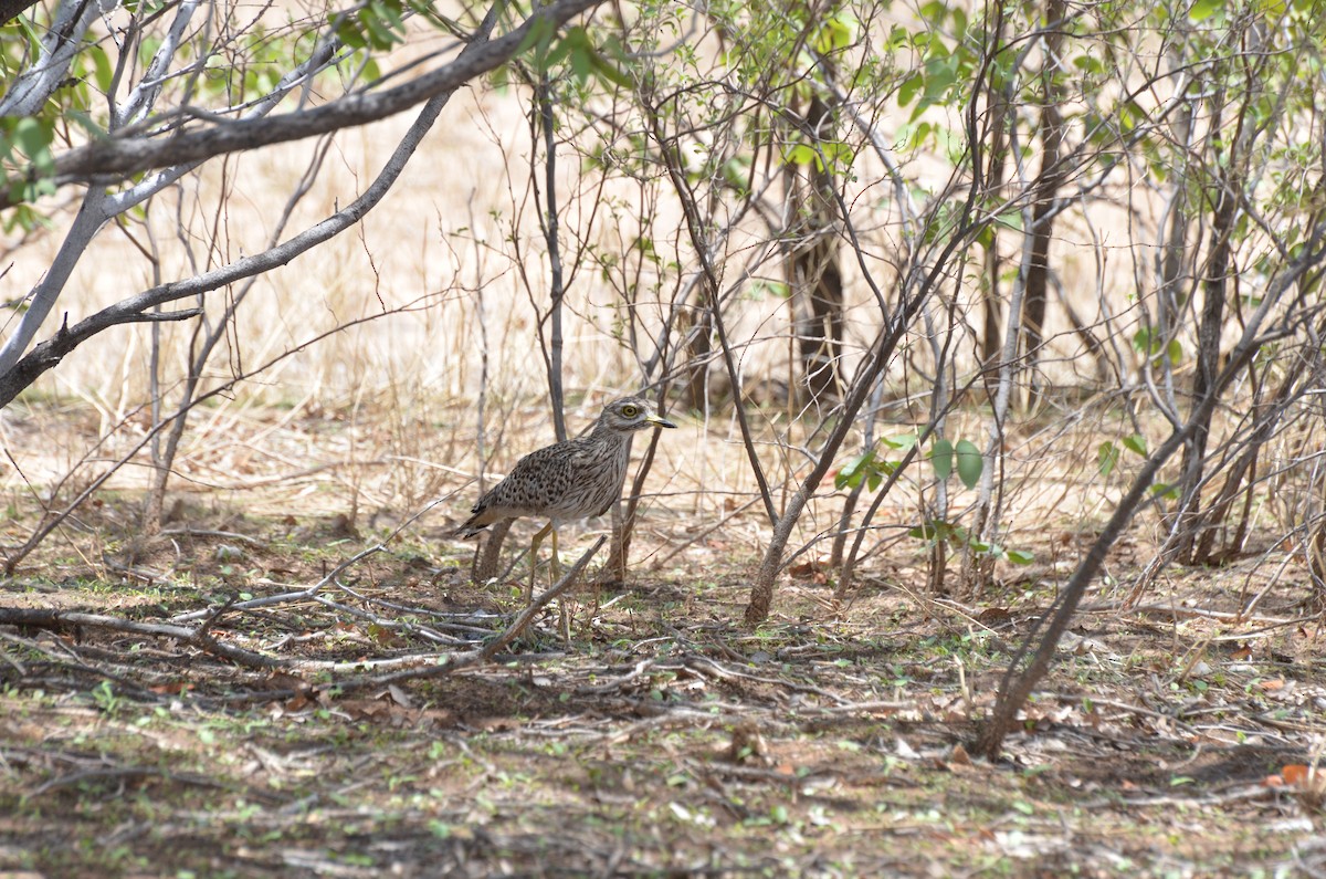 Spotted Thick-knee - ML611958969