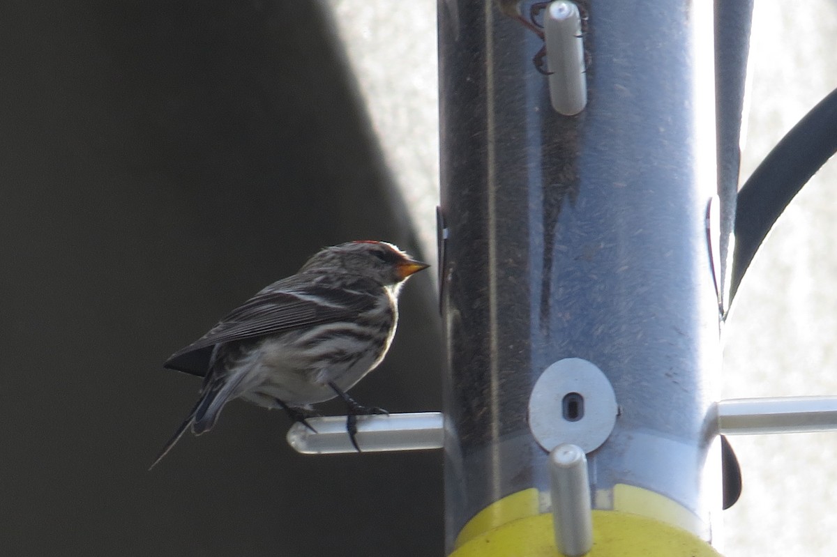 Common Redpoll - Eric Haskell