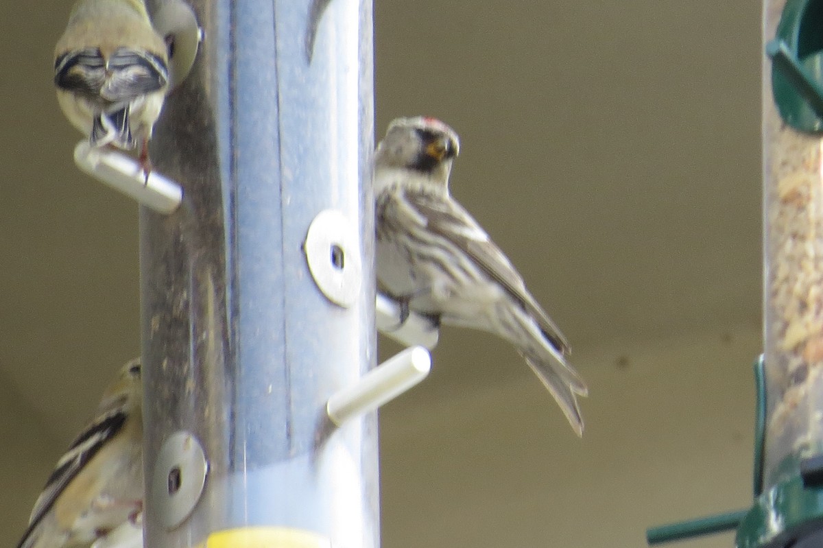 Common Redpoll - Eric Haskell