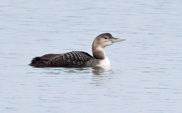 Yellow-billed Loon - Jim Kaiser