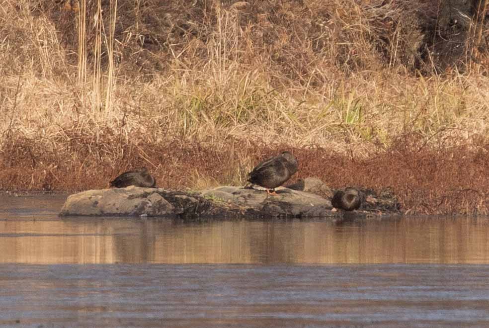 American Black Duck - ML611959127