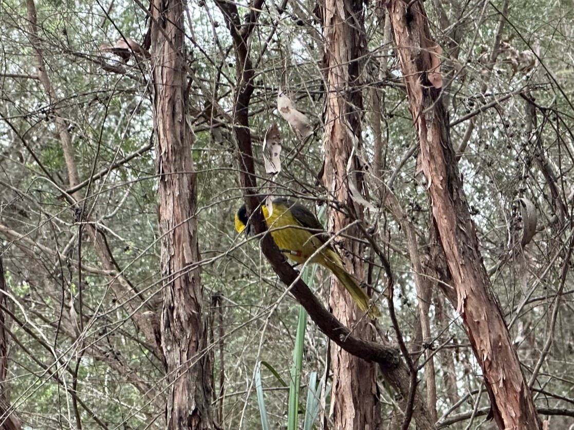 Yellow-tufted Honeyeater (Helmeted) - ML611959137