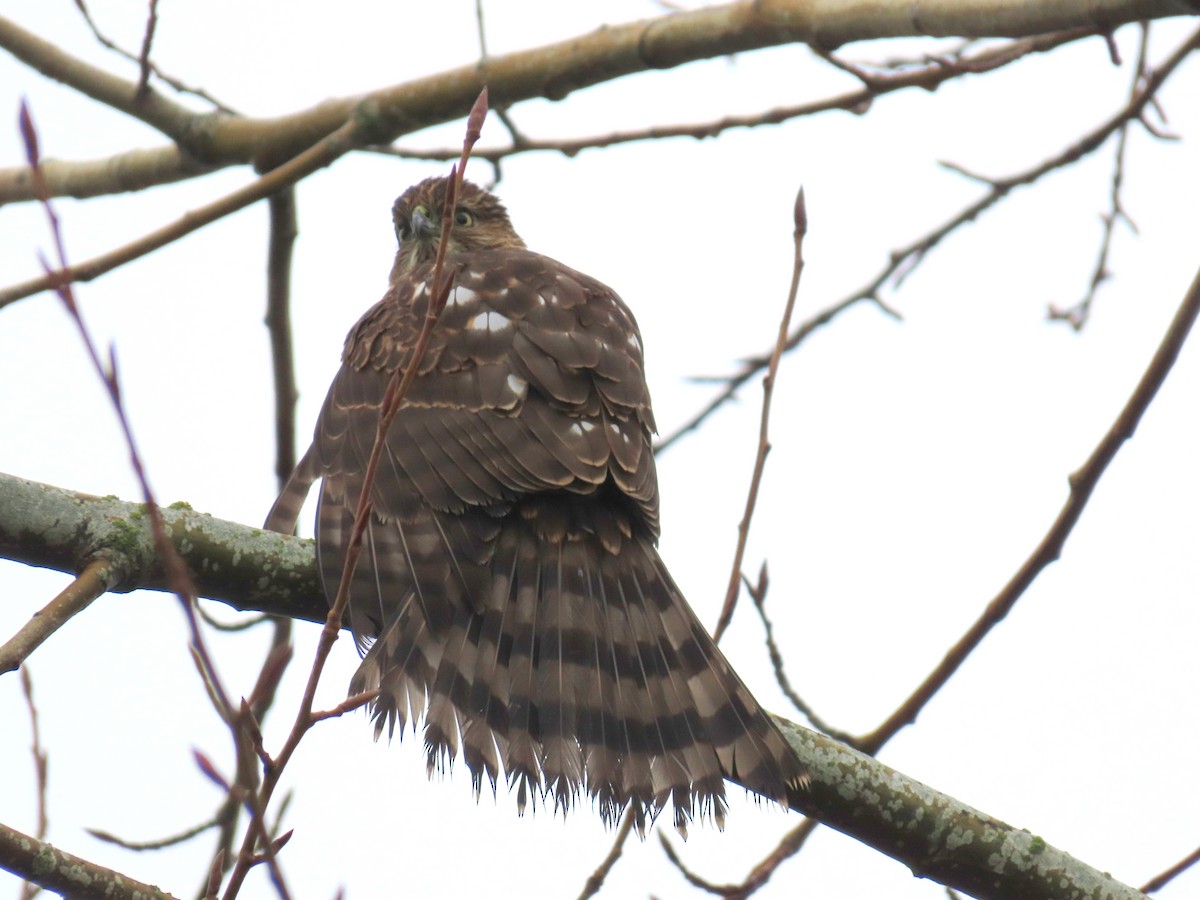 Cooper's Hawk - ML611959151