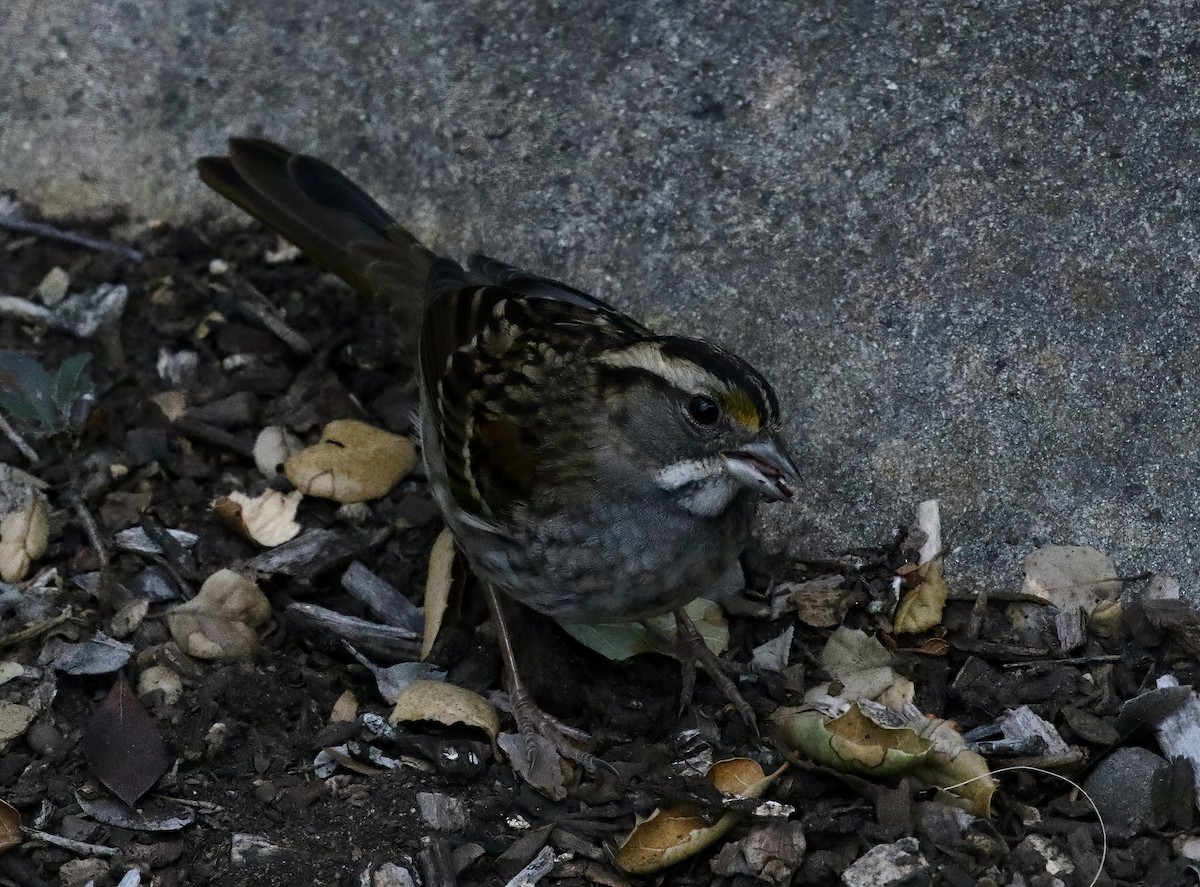 White-throated Sparrow - ML611959176