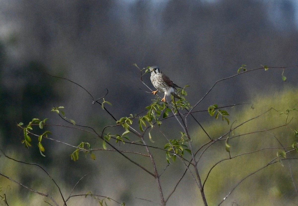 American Kestrel - ML611959180