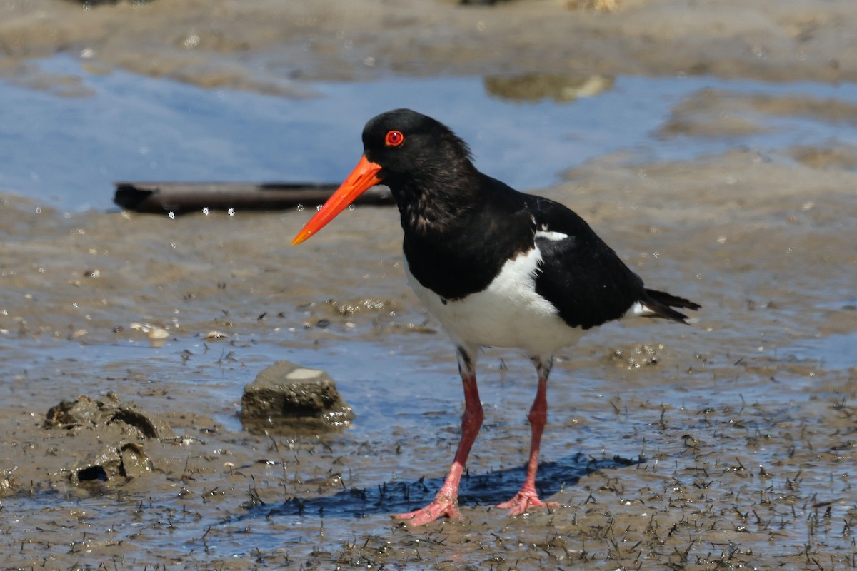 Pied Oystercatcher - ML611959192