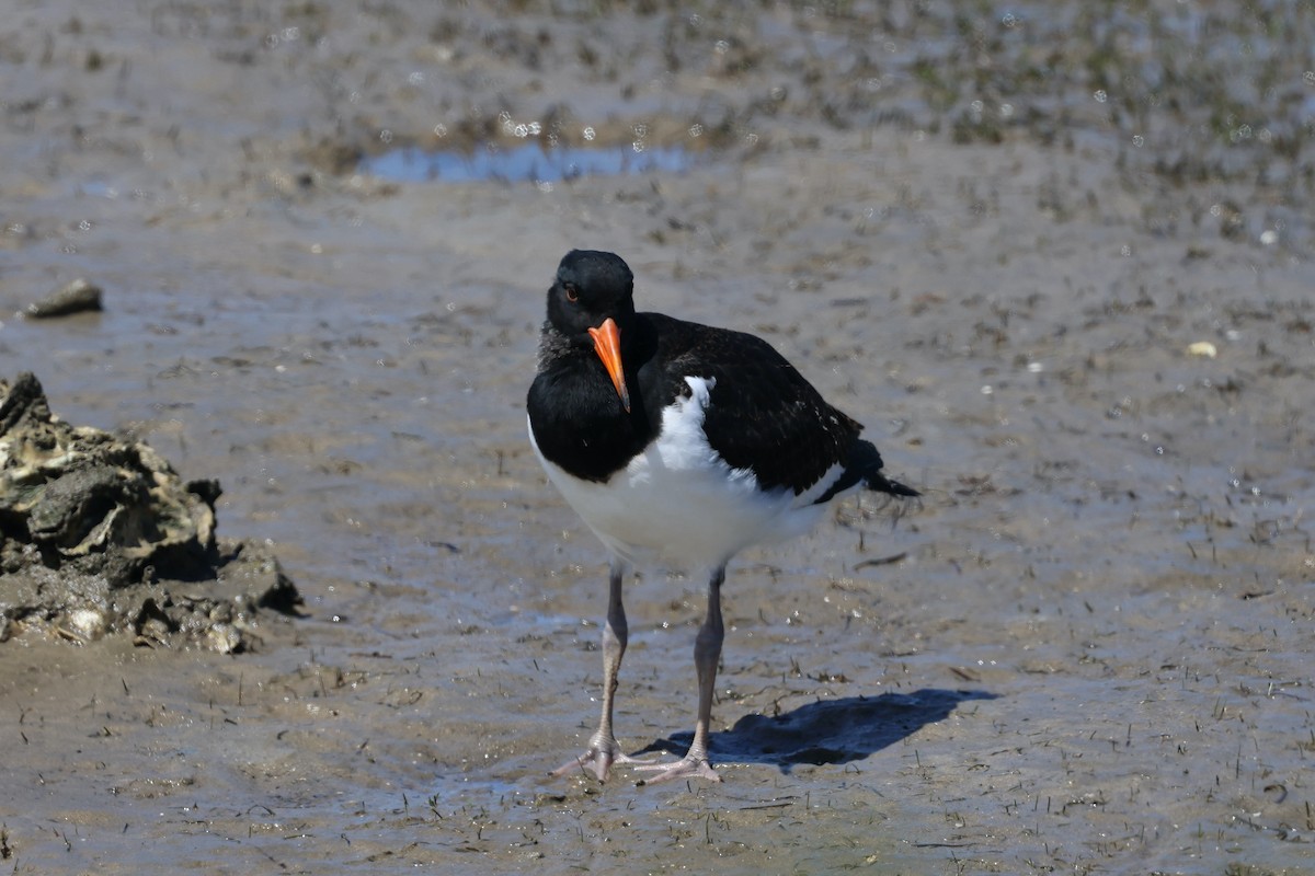 Pied Oystercatcher - ML611959194