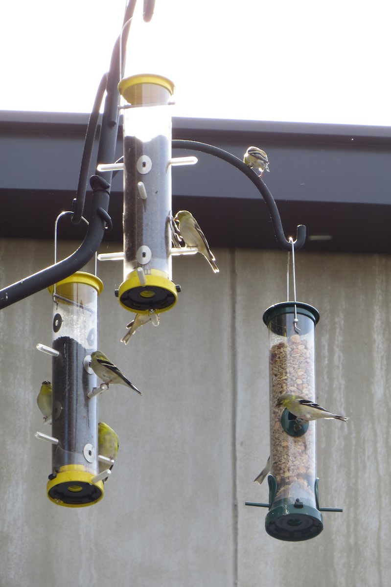 American Goldfinch - Eric Haskell