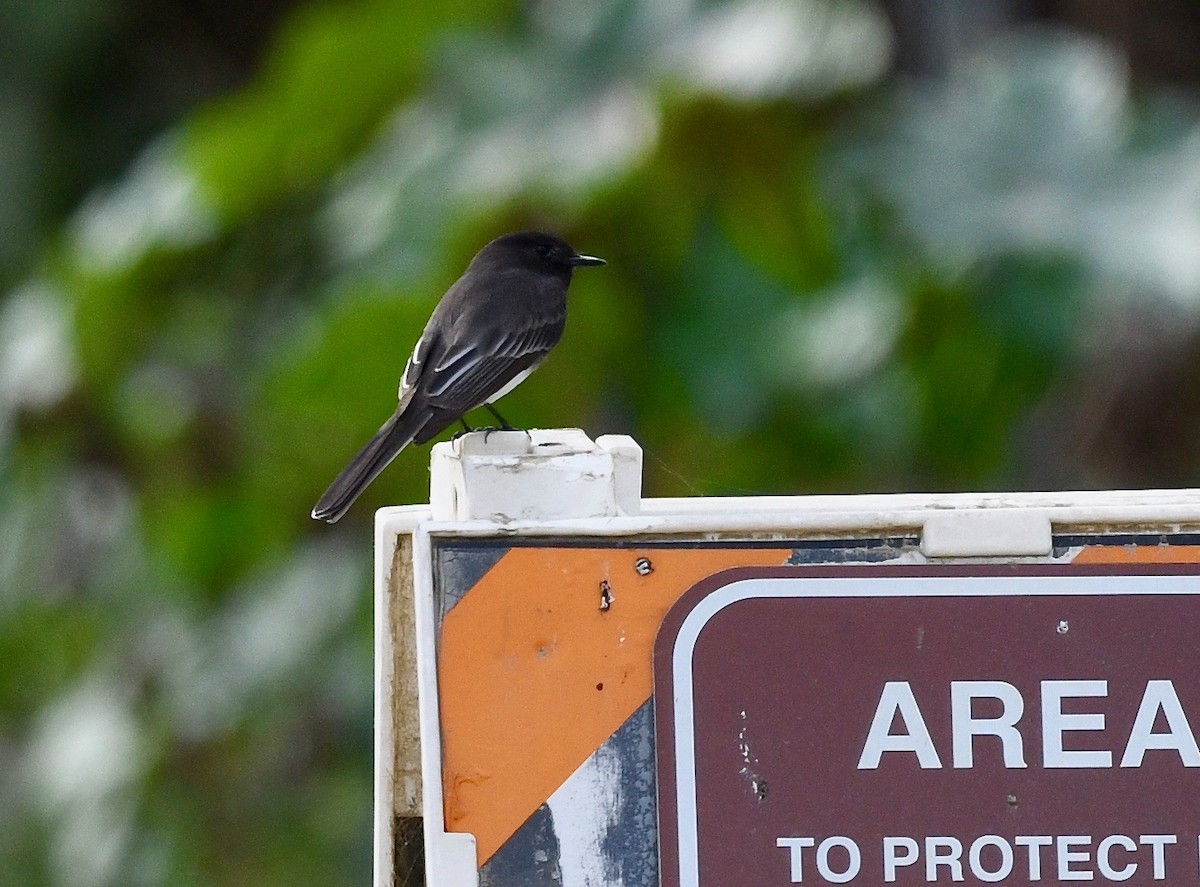 Black Phoebe - Win Ahrens