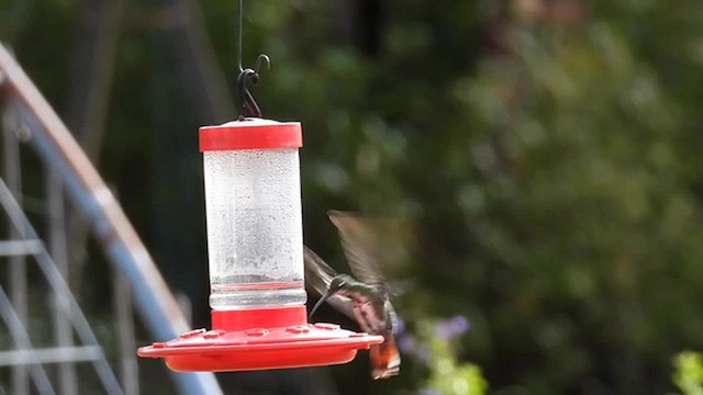 kolibřík lesklý - ML611959246
