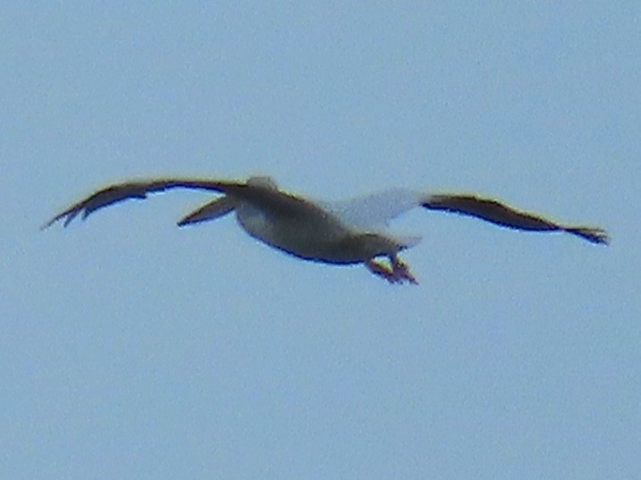pelikán severoamerický - ML611959249