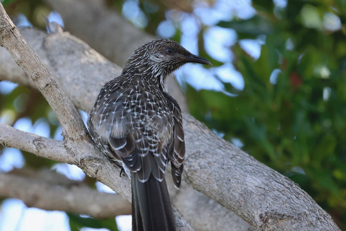 Little Wattlebird - ML611959252