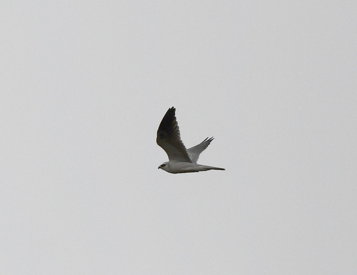 White-tailed Kite - Win Ahrens