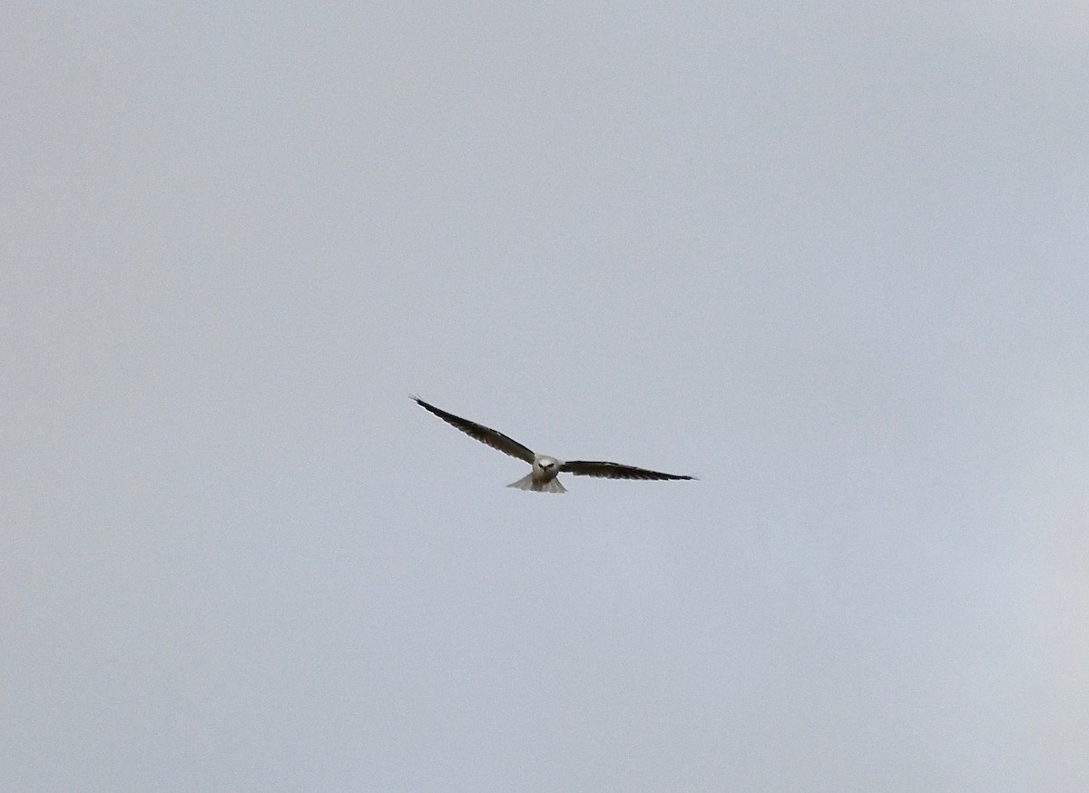 White-tailed Kite - Win Ahrens