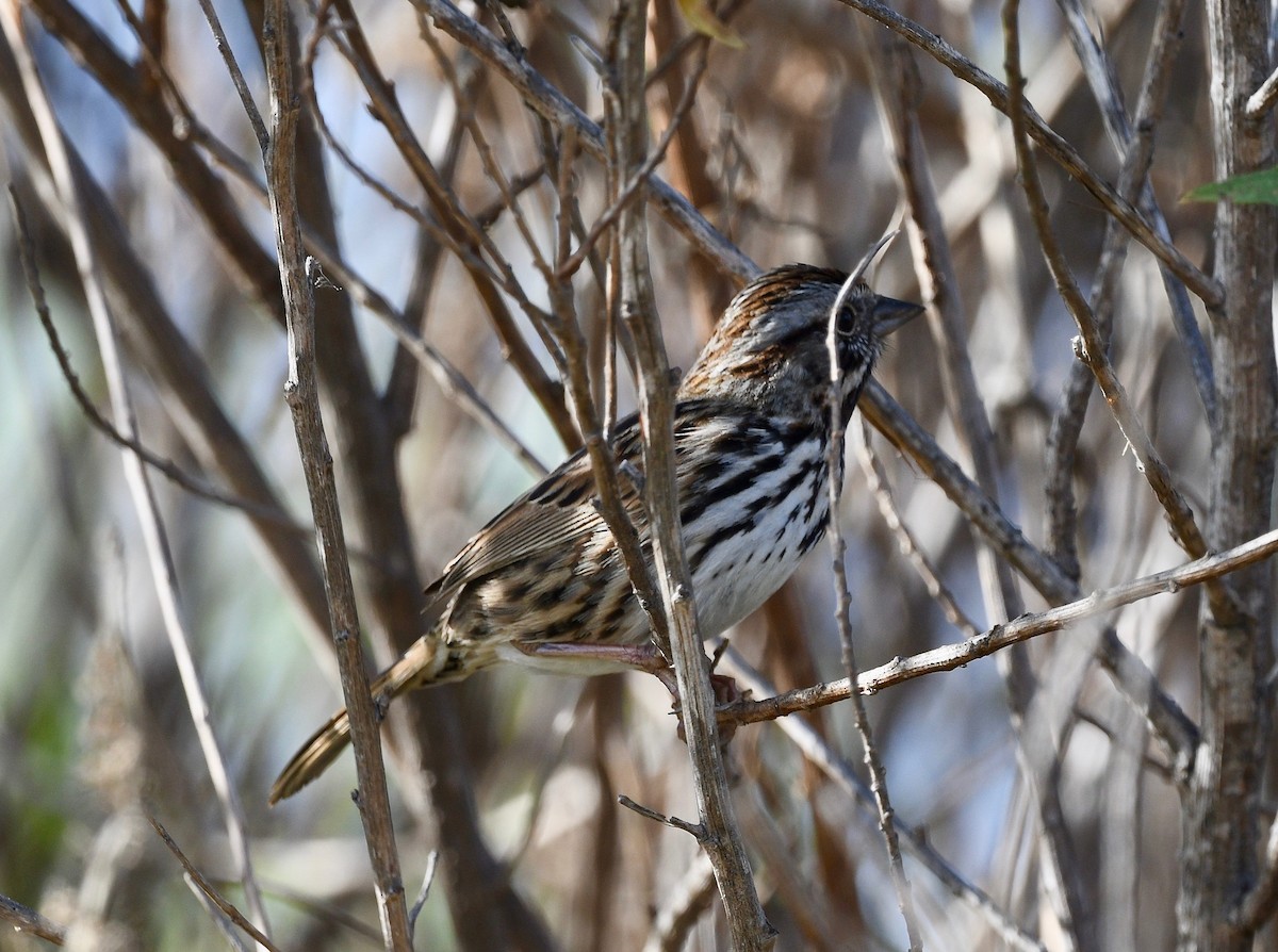 Song Sparrow - Win Ahrens