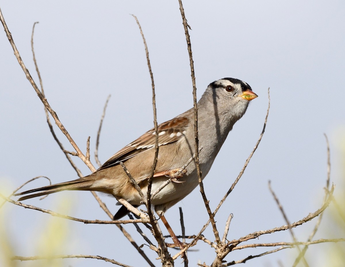 White-crowned Sparrow - Win Ahrens