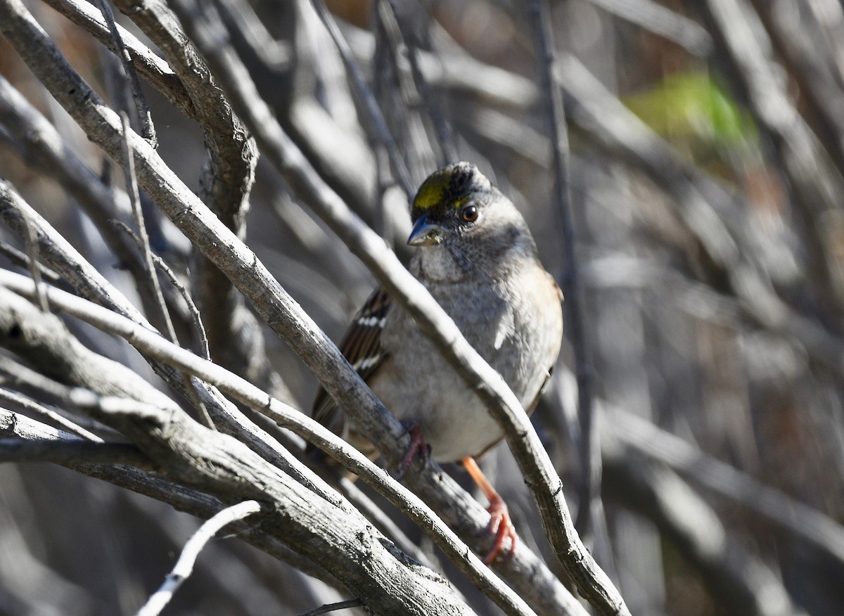 Golden-crowned Sparrow - Win Ahrens