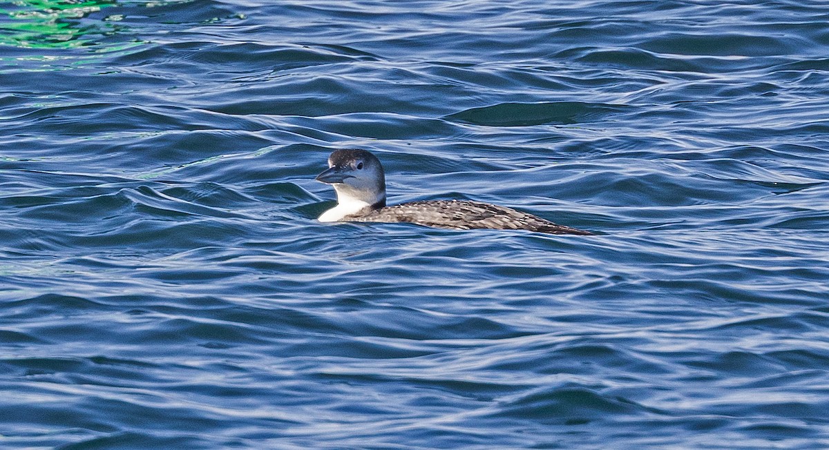 Common Loon - ML611959299