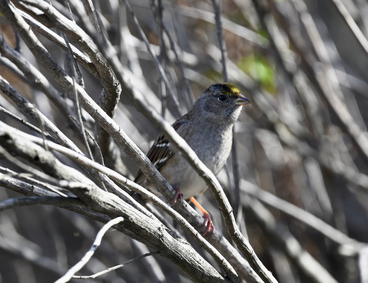 Golden-crowned Sparrow - Win Ahrens