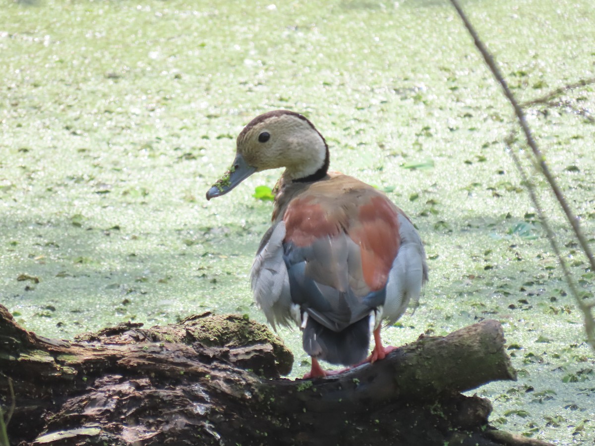 Ringed Teal - ML611959305