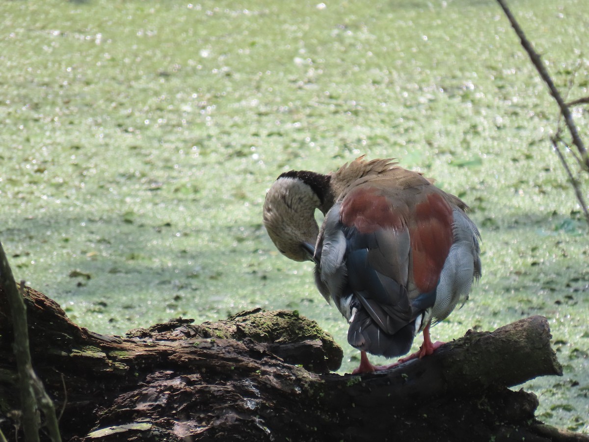 Ringed Teal - ML611959306