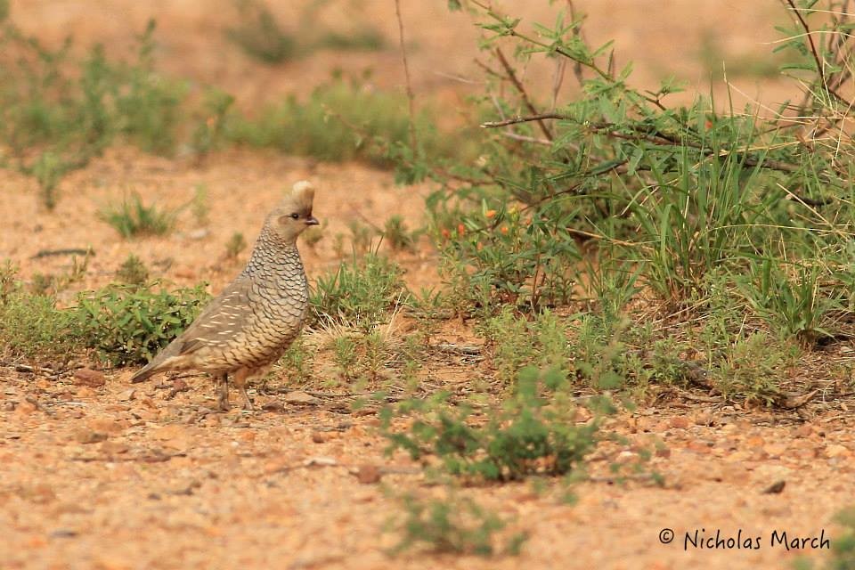 Scaled Quail - ML611959322