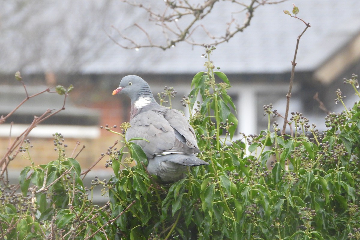 Common Wood-Pigeon - ML611959327