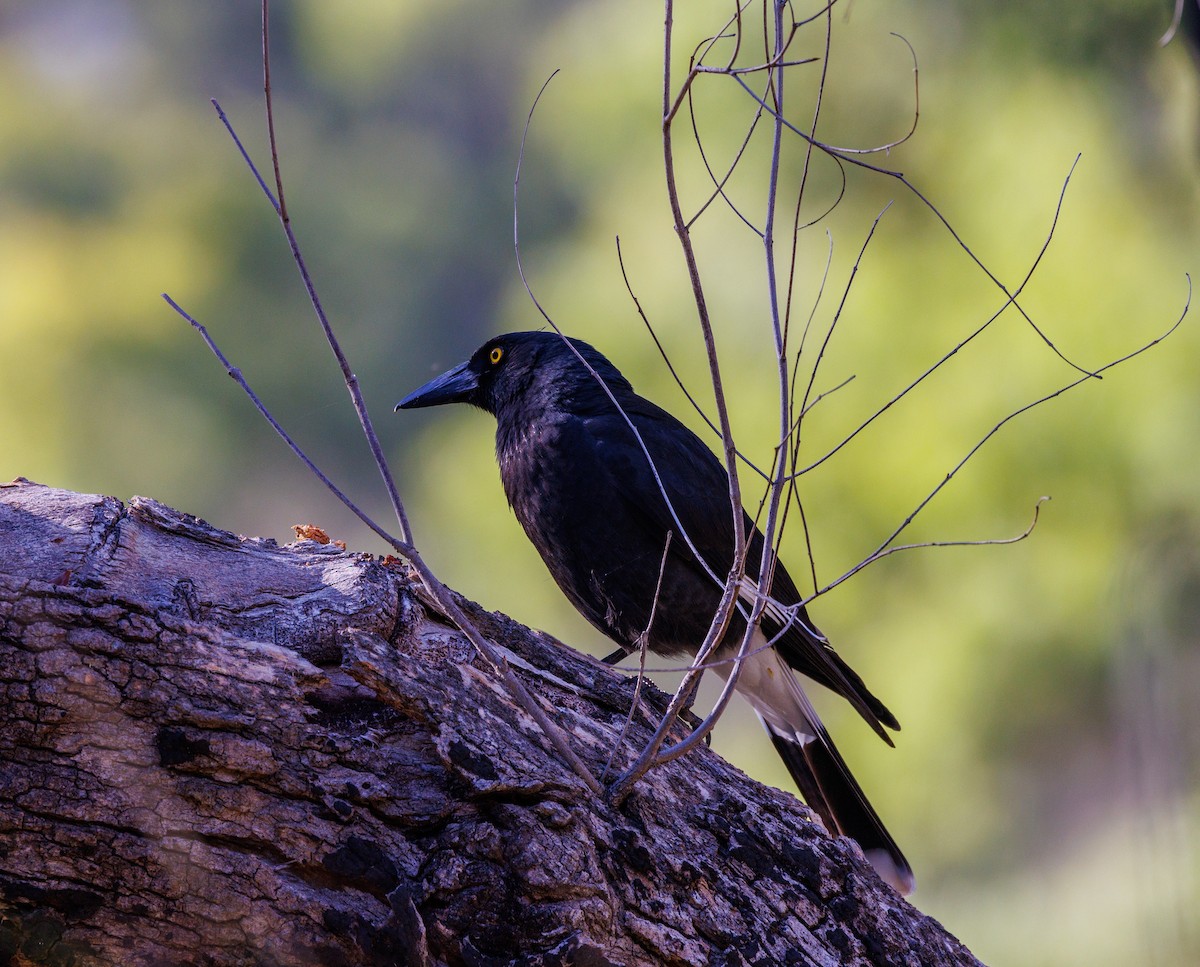 Pied Currawong - ML611959343